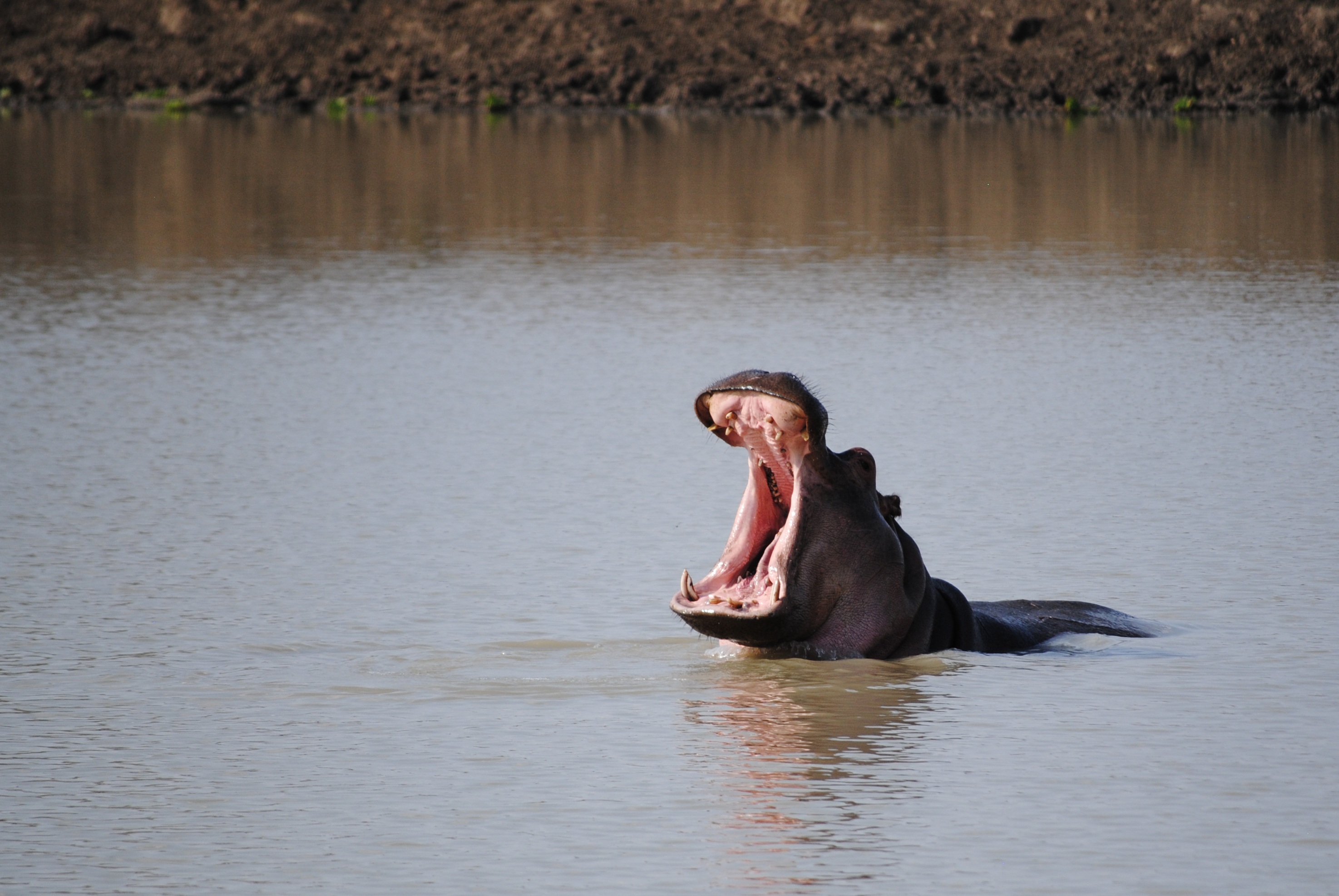 hippopotamus