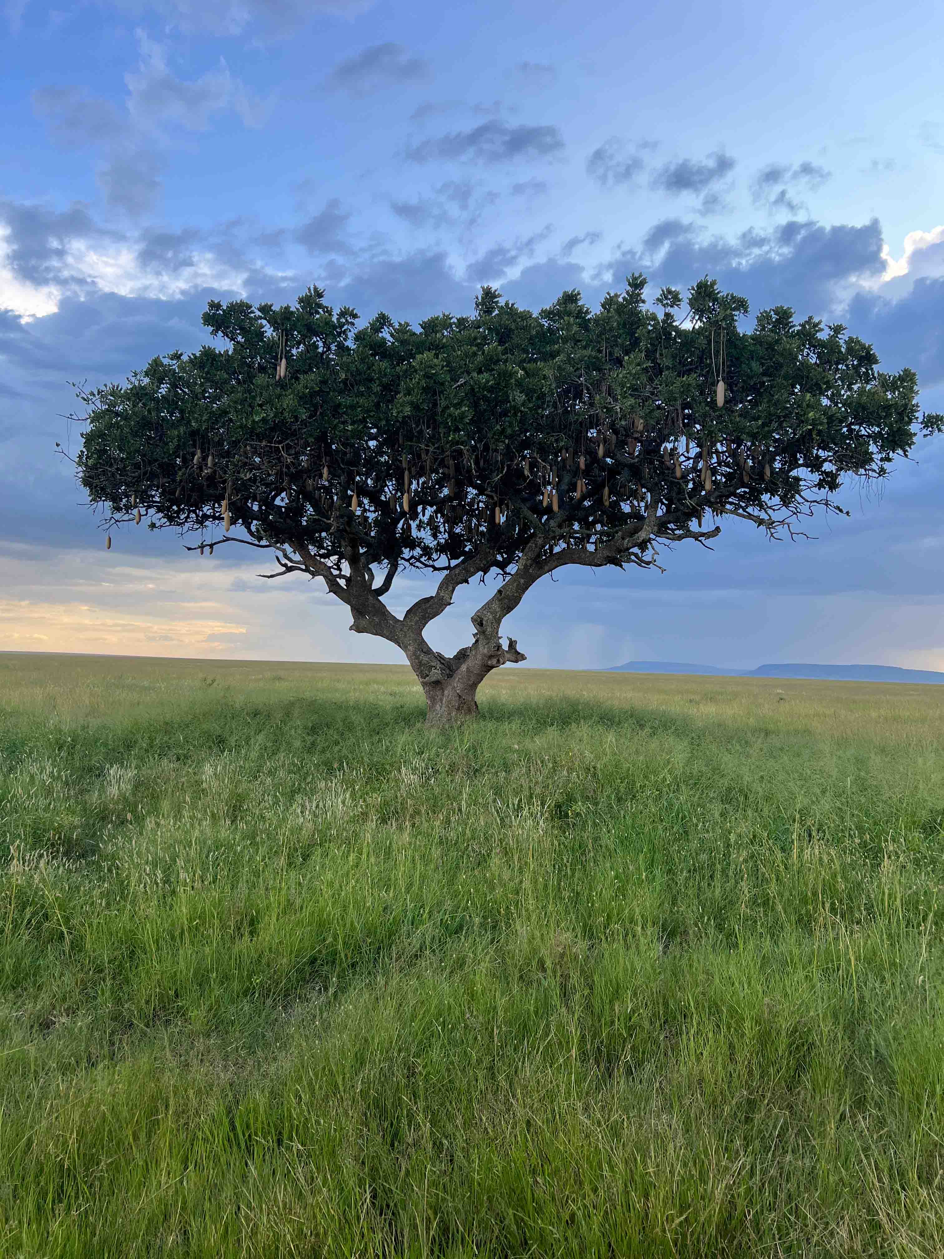 Serengeti Landscape